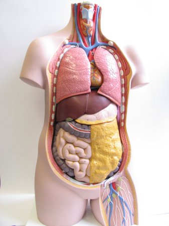Modell Torso