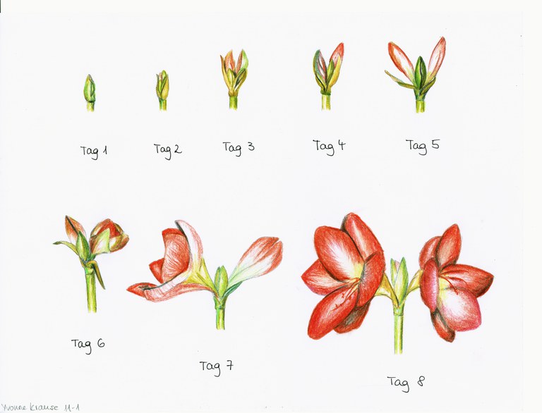 Krause, Yvonne, Wachstum, Amaryllis in 8 Phasen, Q11 Kunst Additum, 2015