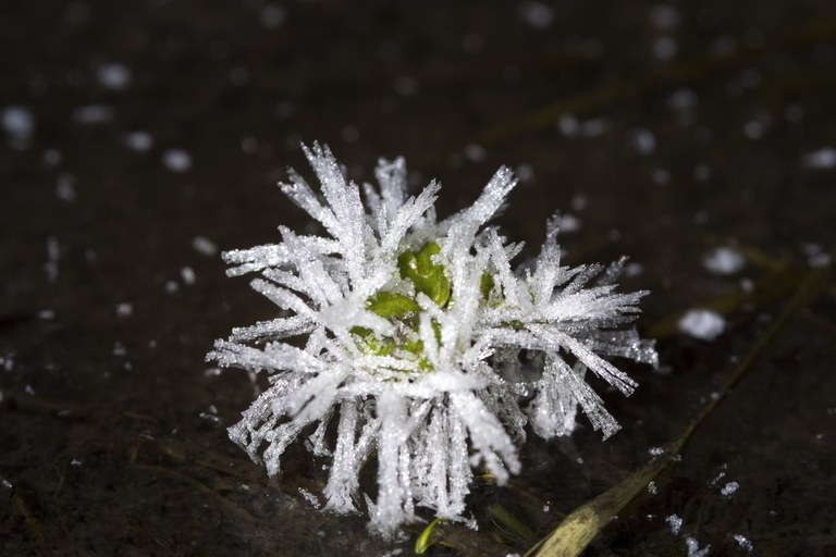 Bäck, Nele, Schneekristalle, Fotografie, Portfolio, Jg11, 2022.